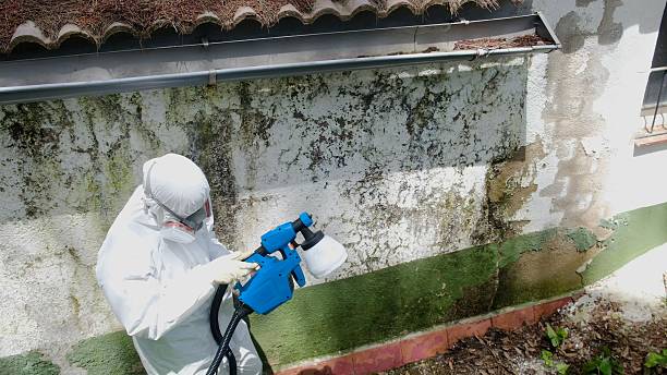 Top rated local Mold Remediation specialists in Bloxom, VA